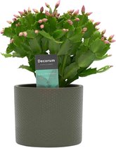 Hellogreen Kamerplant - Schlumbergera Pink - 30 cm - Keramiek Gemma