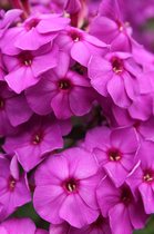 Phlox Paniculata Purple Paradise 5 stuks - Vlambloem-Bijen plant- Floks-Flox