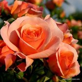 Kordes Rigo-roos - Rosa 'Aprikola' - Plant-o-fix 20-30 cm