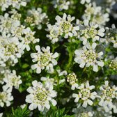 6x Iberis sempervirens - Scheefkelk - Pot 9x9 cm