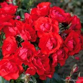 1x Rosa 'Black Forest'®  - KORDES - Kordes Rigo-roos - Plant-o-fix C2