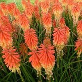 3x Kniphofia 'Papaya Popsicle'® - Vuurpijl - Pot 9x9 cm