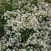 6x Gypsophila paniculata ‘Schneeflocke’ - Gipskruid - Pot 9x9 cm