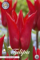 10 X Tulpen | Pieter de Leur