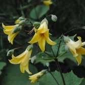 Kirengeshoma koreana - Japanse wasbloem - Planthoogte: 5 cm - Pot 11 cm (1 liter)