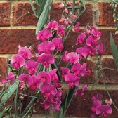 Lathyrus latifolius 'Red Pearl' - Siererwt - Planthoogte: 10 cm - Pot 11 cm (1 liter)