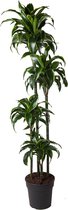 Kamerplant van Botanicly – Drakenboom – Hoogte: 160 cm – Dracaena derem. Dorado