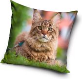 Katten Sierkussens - Kussen - 40 x 40 inclusief vulling - Kussen van Polyester - KledingDroom®