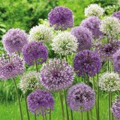 Jub Holland - Allium Paars / Wit - 40 Bloembollen - Sierui - Garden Select