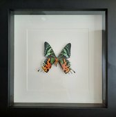 Opgezette vlinder Urania Ripheus in lijst - staand of hangend