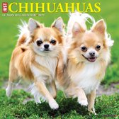 Just Chihuahuas 2022 Wall Calendar