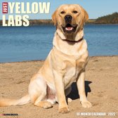 Labrador Retriever Blond Kalender 2022