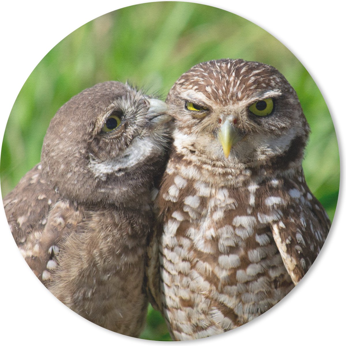 Muismat rond 20x20 cm - Mousepad Uilen - Vogels - Gras - Ronde muismatten