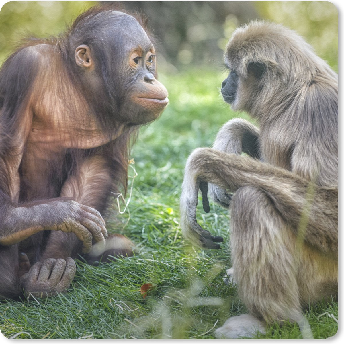 Muismat 30x30 cm - Mousepad Apen - Dieren - Familie - Muismatten