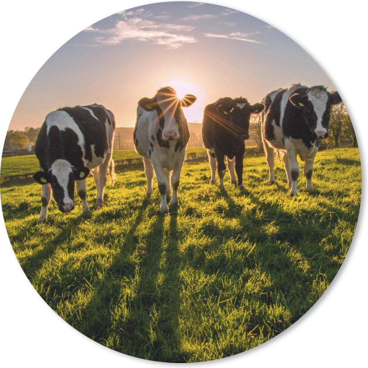 Muismat rond 50x50 cm - Mousepad Koe - Zon - Gras - Ronde muismatten