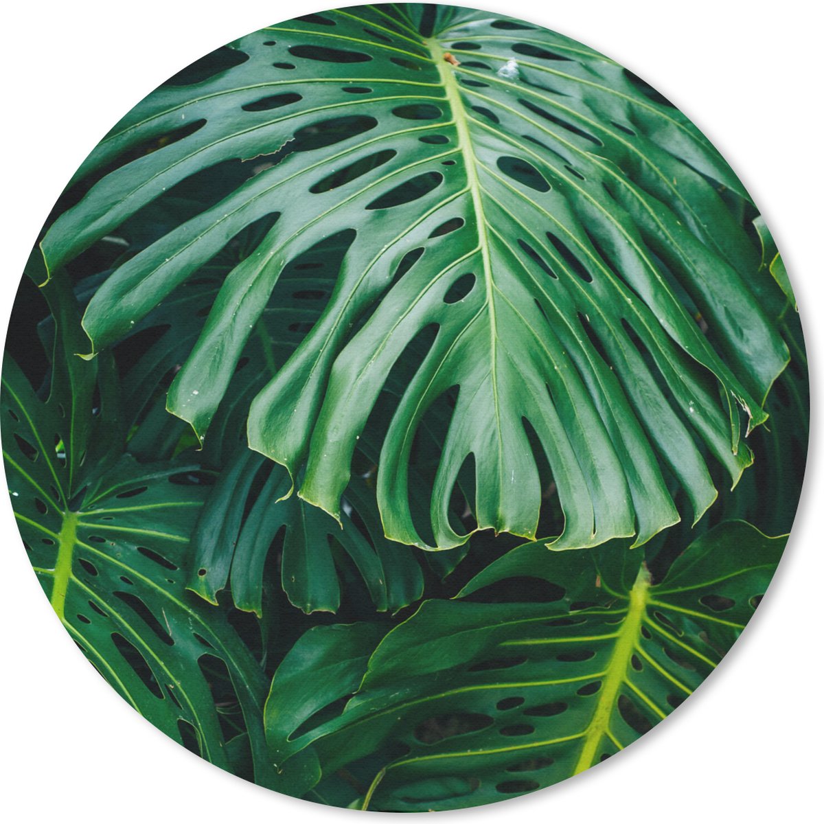 Muismat rond 40x40 cm - Mousepad Donkergroene botanische bladeren in een tuin - Ronde muismatten