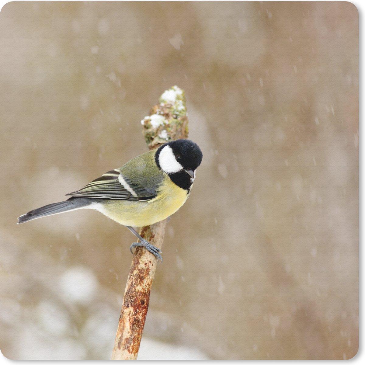 Muismat 30x30 cm - Mousepad Koolmees in de sneeuw - Muismatten