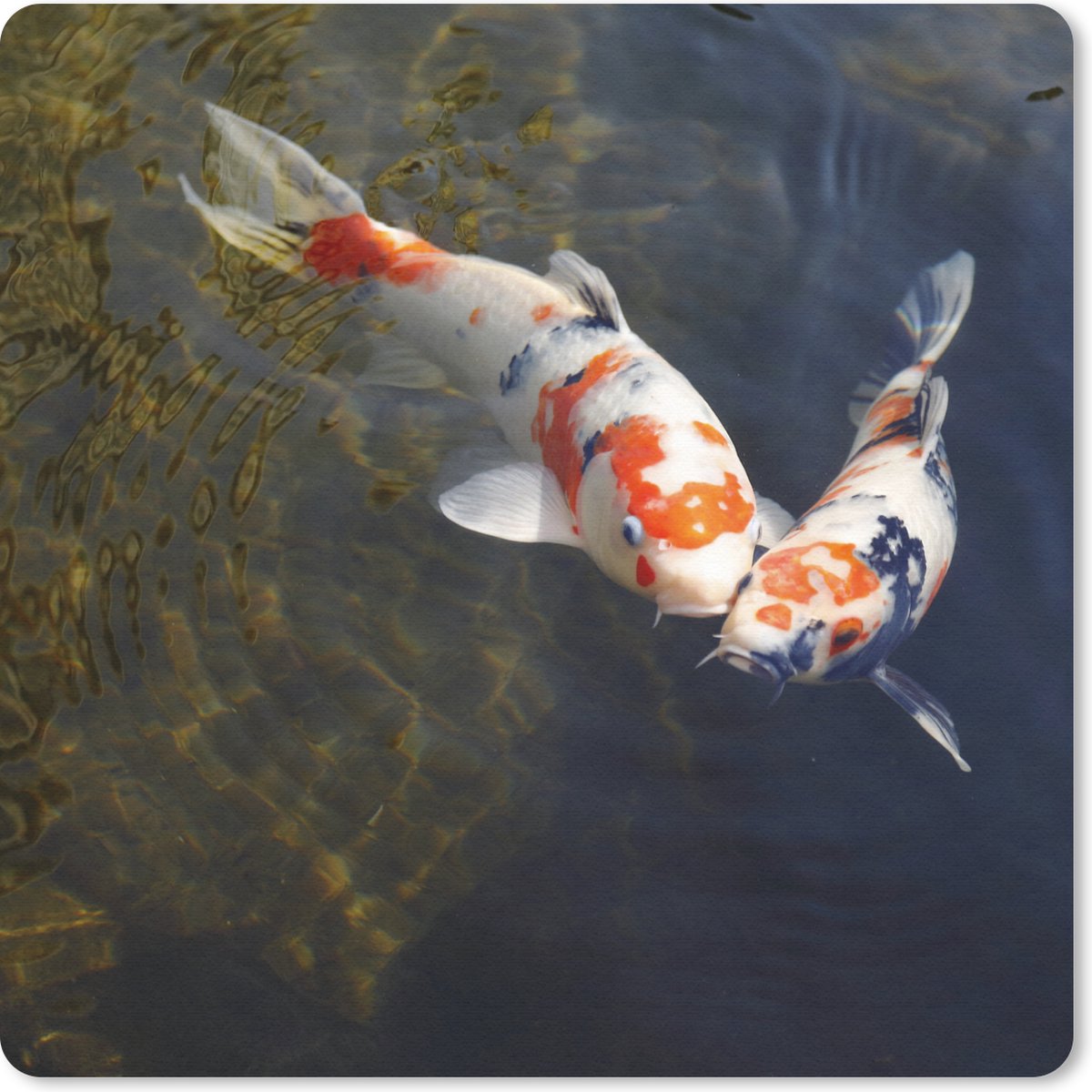 Muismat 30x30 cm - Mousepad Twee koi karpers in het water - Muismatten