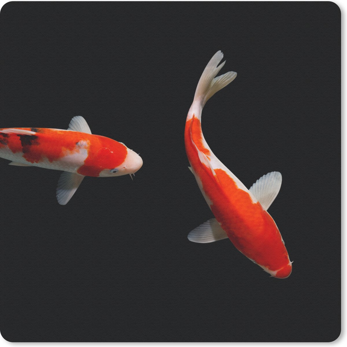 Muismat 20x20 cm - Mousepad Twee kleurrijke koi karpers bij een zwarte achtergrond - Muismatten