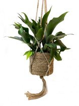 Hertshoorn met trendy plantenhanger! ↕ 90 cm [Urban Jungle - Bloempothouder - Hangpot - Macramé - Stoer - Zwart - Bohemian - Chic]