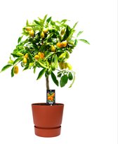 Fruitgewas van Botanicly – Citrus Kumquat in roodbruin ELHO plastic pot als set – Hoogte: 85 cm