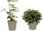 Callissia Turtle & Monstera Deliciosa in 1x Anna Champagne Metallic - 12cm