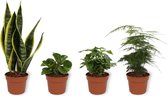 Set van 4 Kamerplanten - Asparagus Plumosus & Coffea Arabica & Peperomia Green Gold & Sansevieria Superba - ± 25cm hoog - 12cm diameter