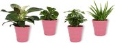 Set van 4 Kamerplanten - Aloe Vera &  Peperomia Green Gold  & Coffea Arabica & Philodendron White Wave - ± 25cm hoog - 12cm diameter - in roze pot