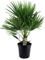 Plant in a Box - Chamaerops Humilis - Europese Waaierpalm - Winterhard - Tuinplant - Pot ⌀21cm -Hoogte ↕ 60-70cm