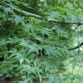 1x Acer Palmatum - Japanse Esdoorn - Hoogte 50-60 cm in pot