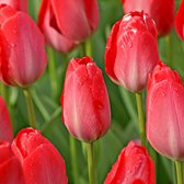 25x Tulpen - Tulipa 'Van Eijk' - Rood - 25 bollen