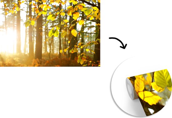 Papier peint photo vinyle - Le soleil d'automne brille sur les arbres largeur 360 cm x hauteur 240 cm - Tirage photo sur papier peint (disponible en 7 tailles)