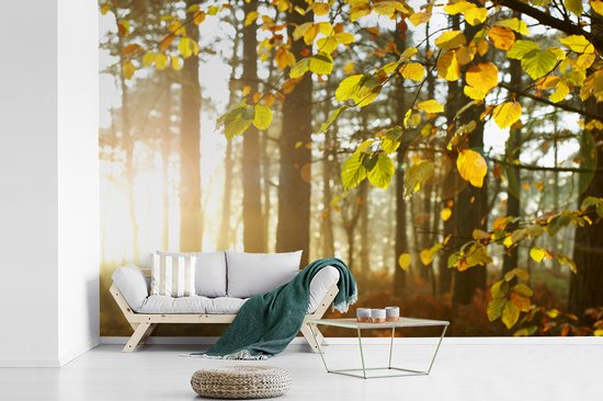 Papier peint photo vinyle - Le soleil d'automne brille sur les arbres largeur 360 cm x hauteur 240 cm - Tirage photo sur papier peint (disponible en 7 tailles)
