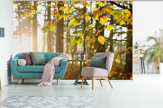 Papier peint photo vinyle - Le soleil d'automne brille sur les arbres largeur 360 cm x hauteur 240 cm - Tirage photo sur papier peint (disponible en 7 tailles)