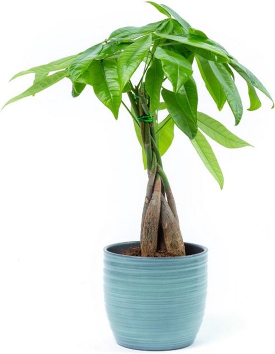 Bloomgift | Kamerplanten | Geldboompje (Pachira Aquatica) | Incl. pot | ↕ 45cm | Ø 13 cm