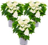 3x Poinsettia - Kerstster - Kamerplant - Wit - ⌀10,5 cm - ↕ 20-30 cm