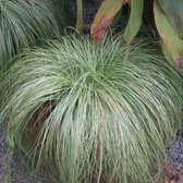 Carex comans 'Frosted Curls' - Smalbladige zegge - Planthoogte: 20 cm - Pot Ø 11 cm (1 liter)