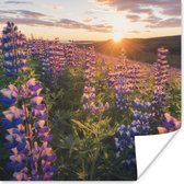 Poster Lupine - Zon - Paars - 30x30 cm