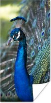 Poster Pauw - Vogels - Blauw - 80x160 cm