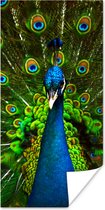 Poster Pauw - Veren - Patroon - Blauw - 80x160 cm