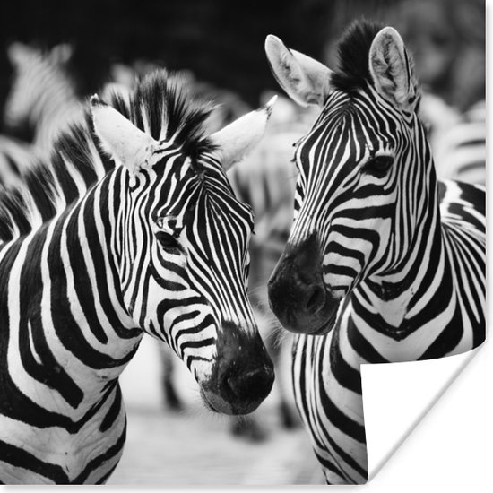 Affiche Zebra noir et blanc 100x100 cm XXL bol