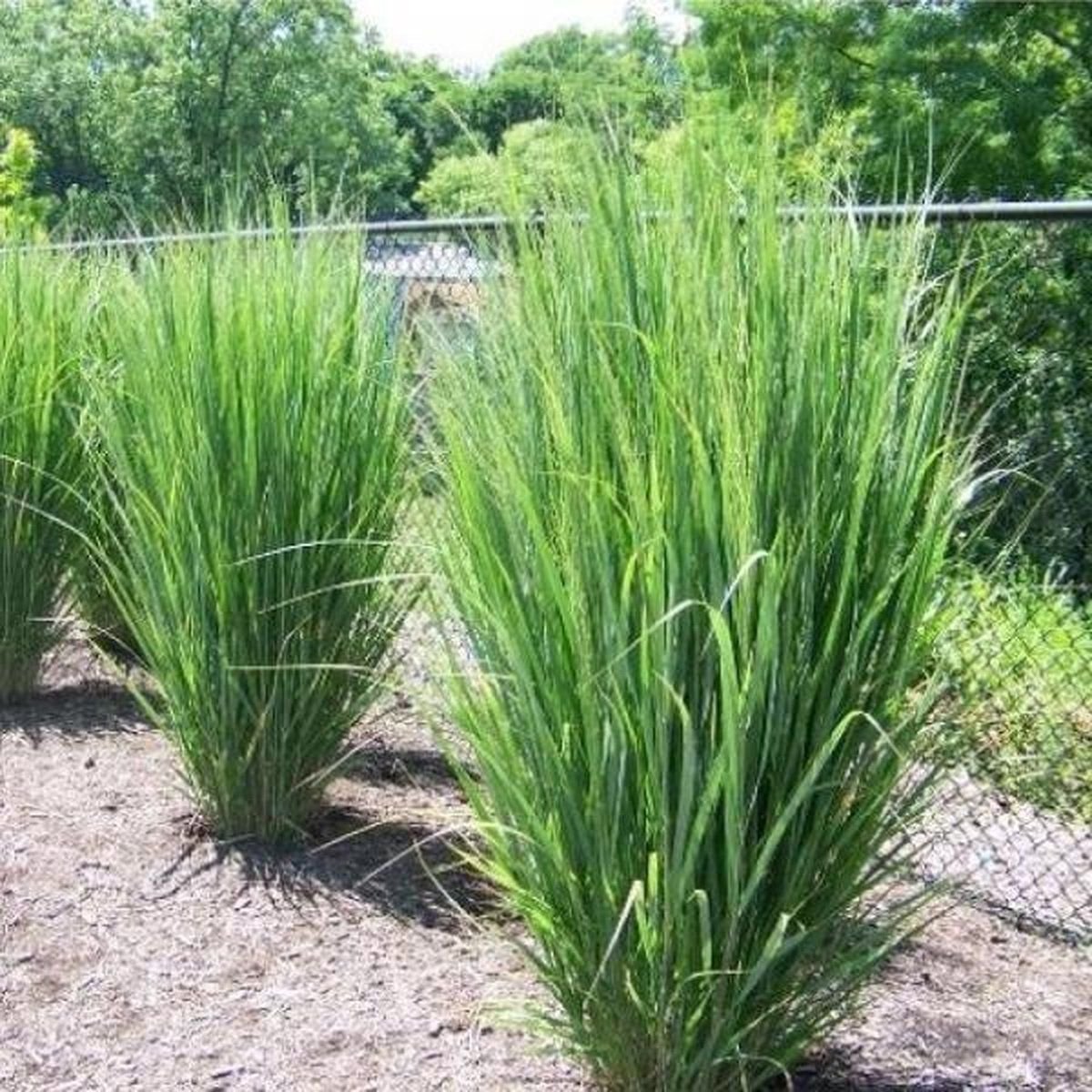 12 x Vingergras Northwind Groen - Hoog Winterhard Siergras - Panicum virgatum 'Northwind' in 9x9cm pot met hoogte 5-10cm