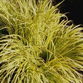 Acorus gramineus 'Golden Delight' - Kalmoes - Planthoogte: 20 cm - Pot Ø 11 cm (1 liter)