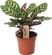 Bol.com Plant in a Box - Calathea Makoyana - Bidplant - Tropische Kamerplant - Pot 17cm - Hoogte 40-50cm aanbieding