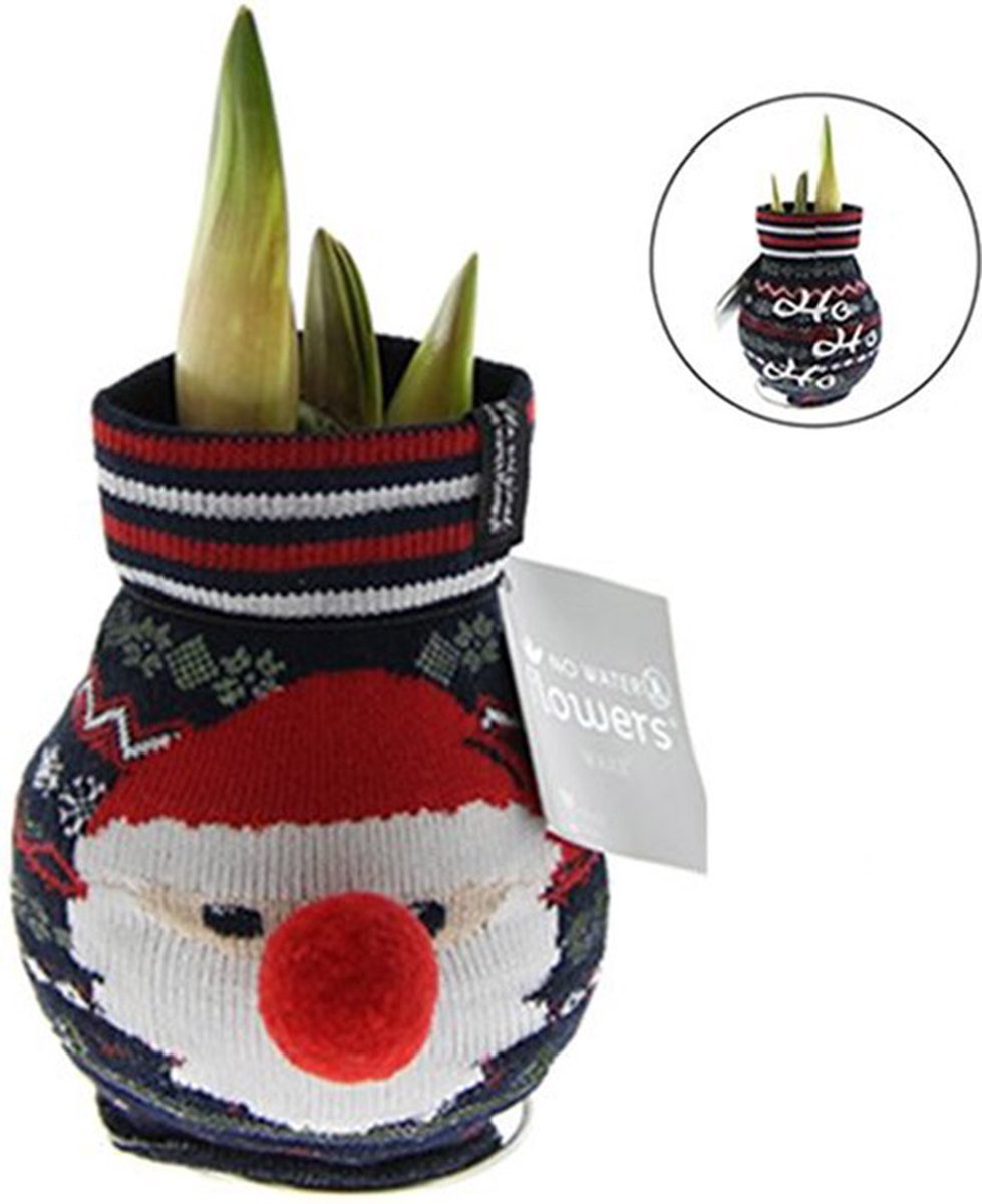Wax Amaryllis Fashionz Xmas Kerstman | Prachtige Wax Amaryllis voor in huis |