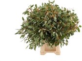 Bos Eucalyptus Populus bes - 5 bos - VERSE DROOGBLOEMEN - Decoratieve takken - 350 GRAM per bos - GRATIS verzending