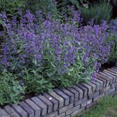 25 x Kattenkruid Vaste Plant - Winterharde Tuinplant - Nepeta faassenii in 9x9cm pot met hoogte 5-10cm