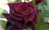 Black Baccara | Struikroos | Unieke donkerrode - zwarte kleur | 1,5 meter hoog | Wortel