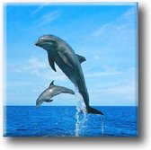 Een bijzondere magneet met een mooie afbeelding van dolfijnen. De magneet kan op de koelkast worden gehangen of op een andere plek. Voor uzelf of Bestel Een Kado.