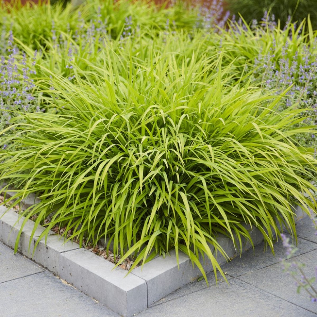 25 x Japans Berggras Groen - Hangend Winterhard Siergras - Hakonechloa macra in 9x9cm pot met hoogte 5-10cm